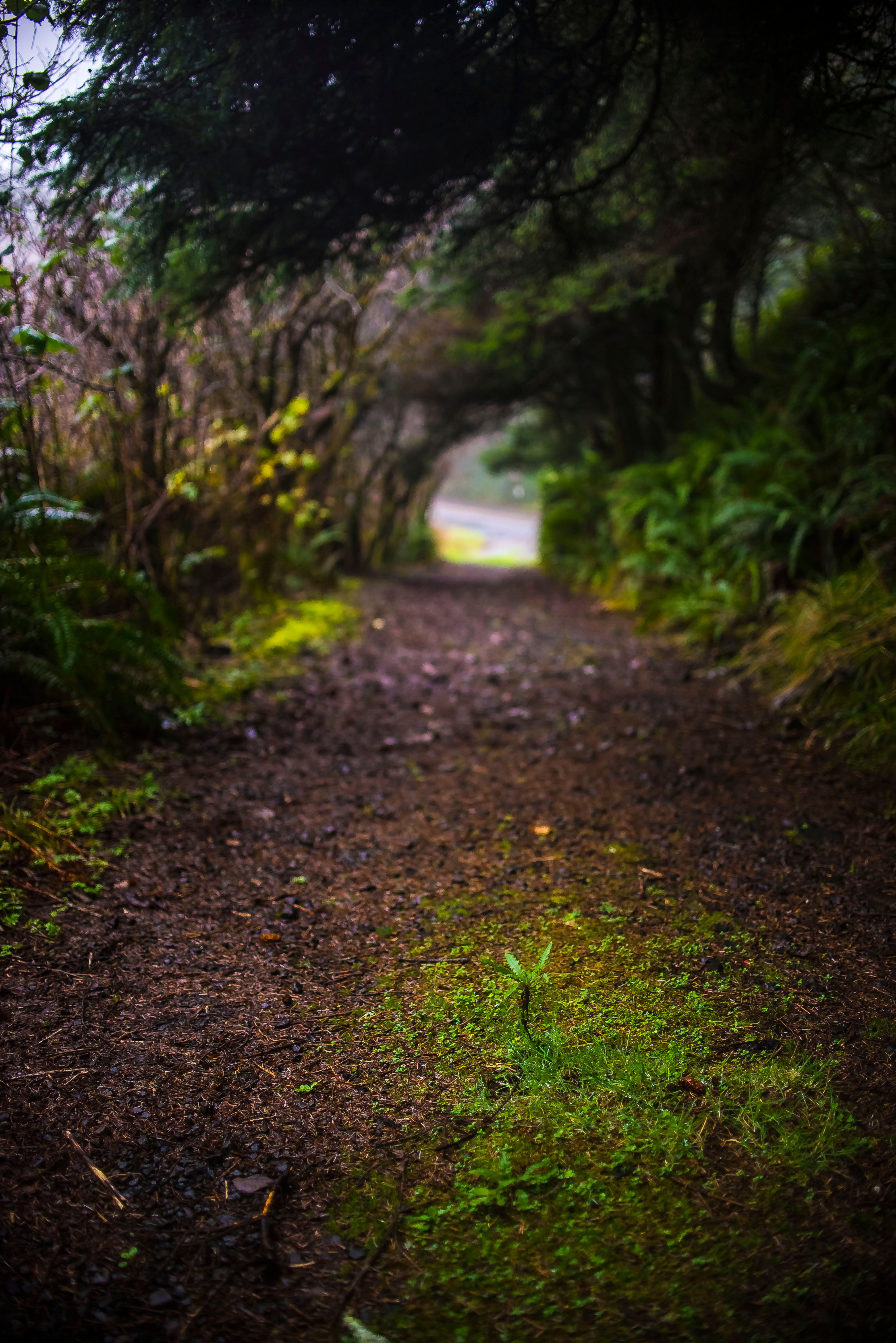 weed tunnel.jpg