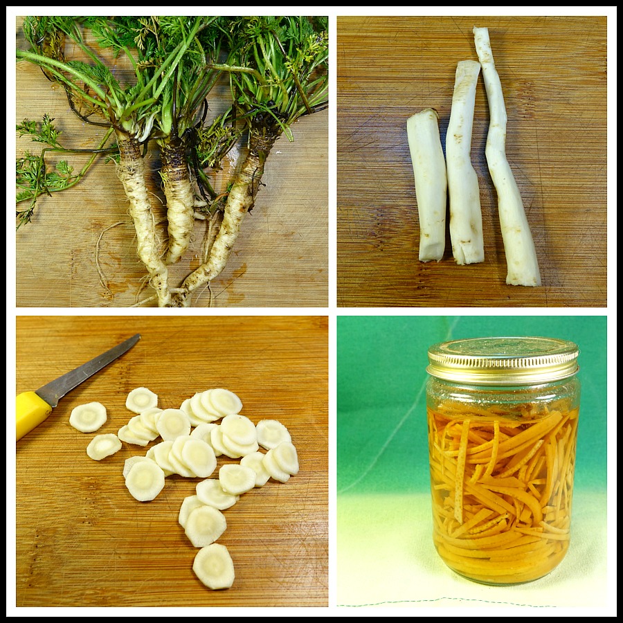 x wild carrots.jpg