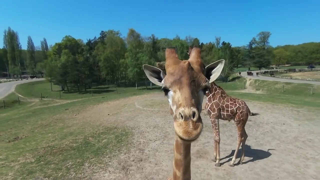 giraffe.jpg