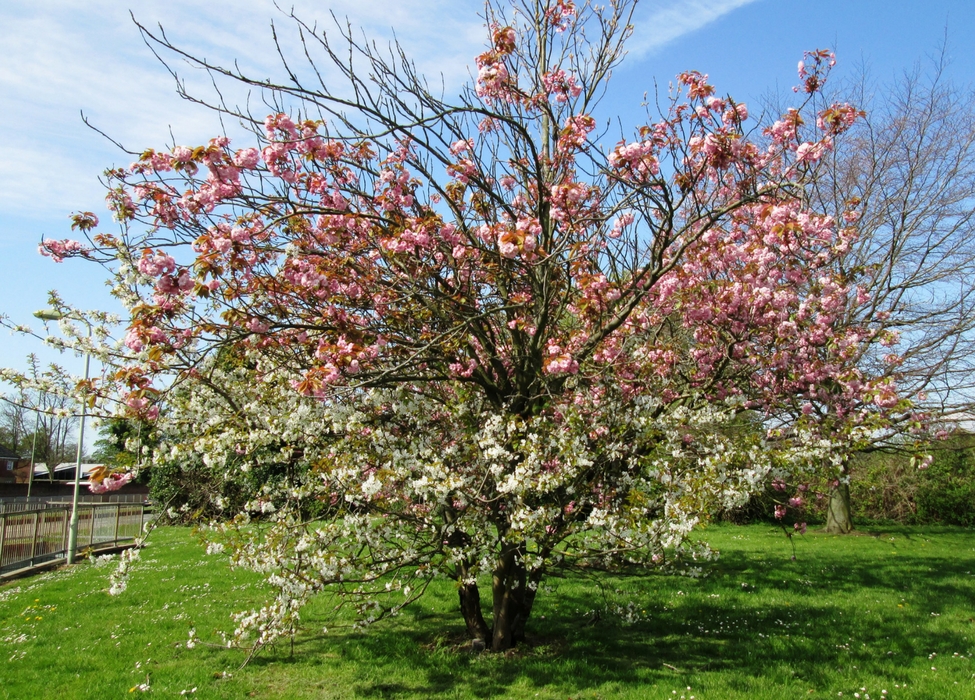 apfel1.jpg