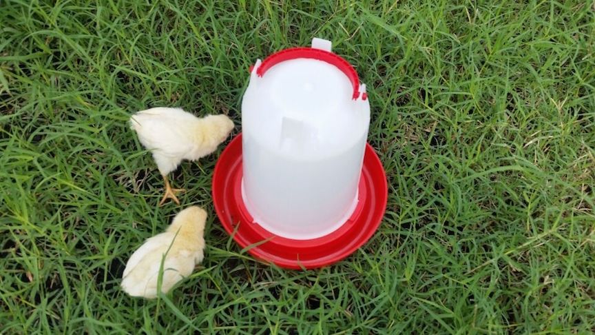 chick waterer.jpg