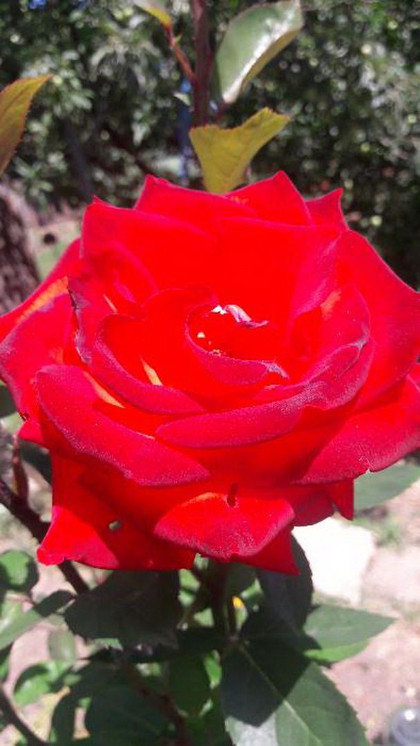 98072205_1_новый размер.jpg