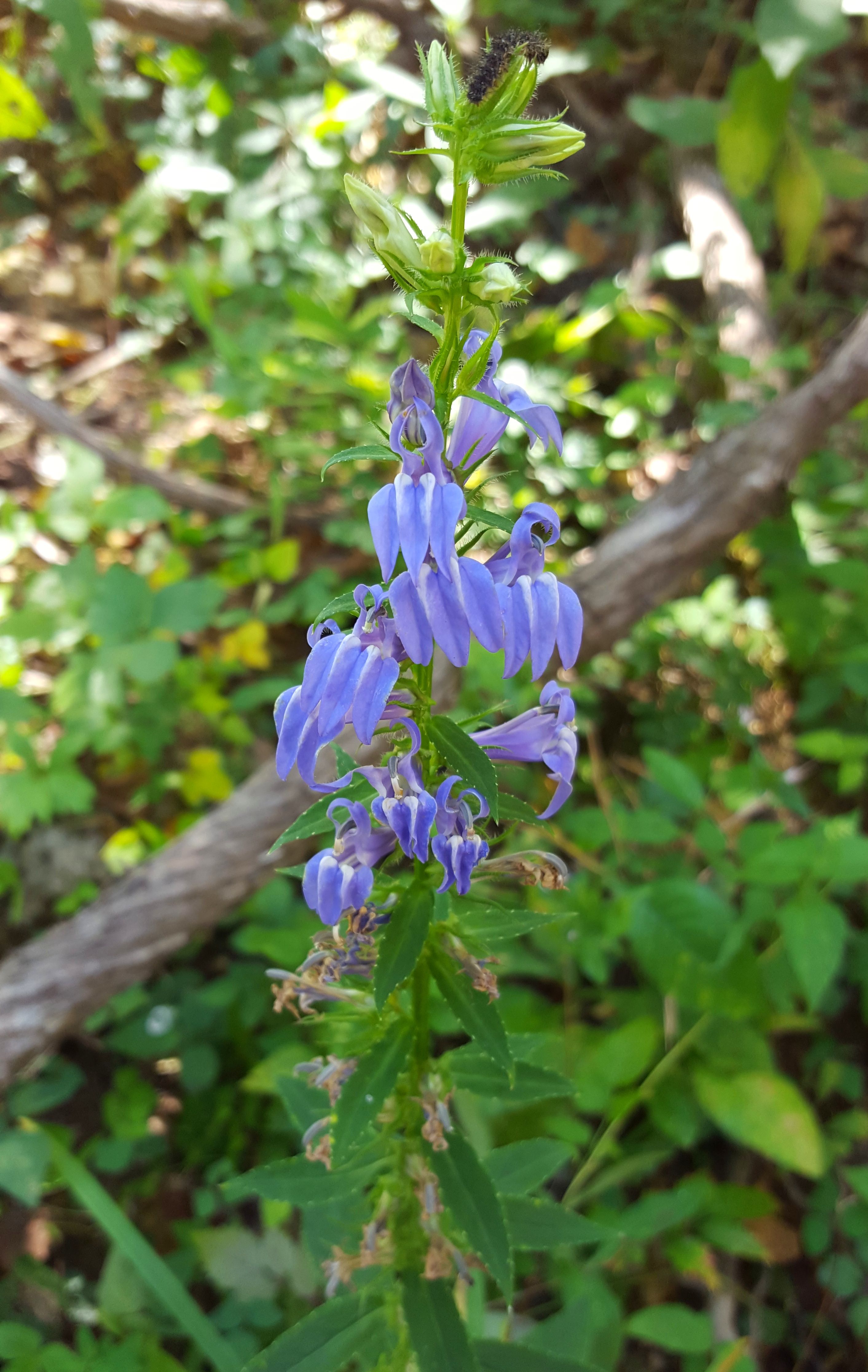 Great Blue Lobelia.jpeg