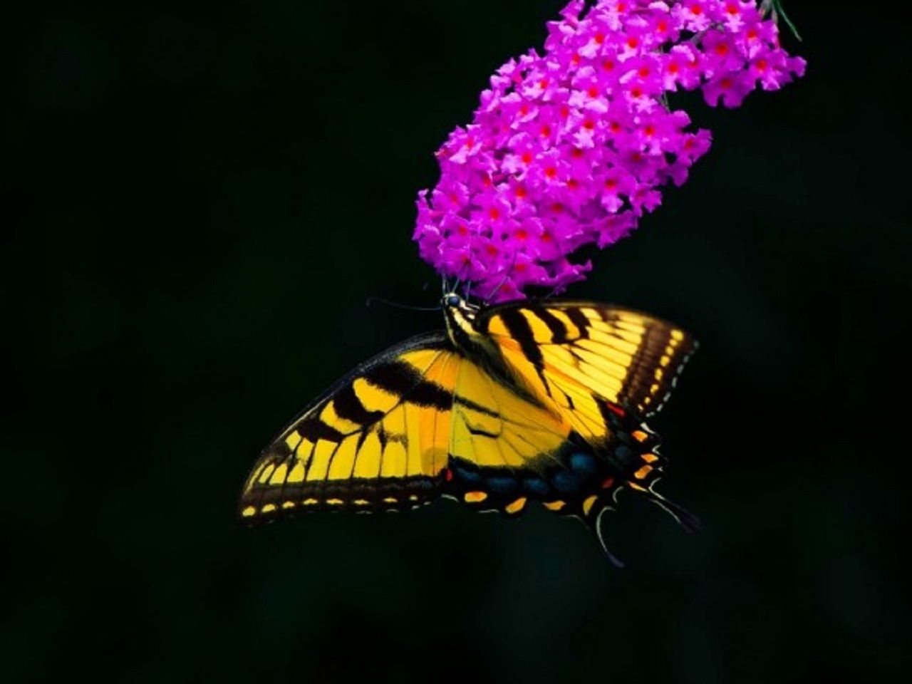 Swallowtail-Butterfly-Feeding-600x450.jpg