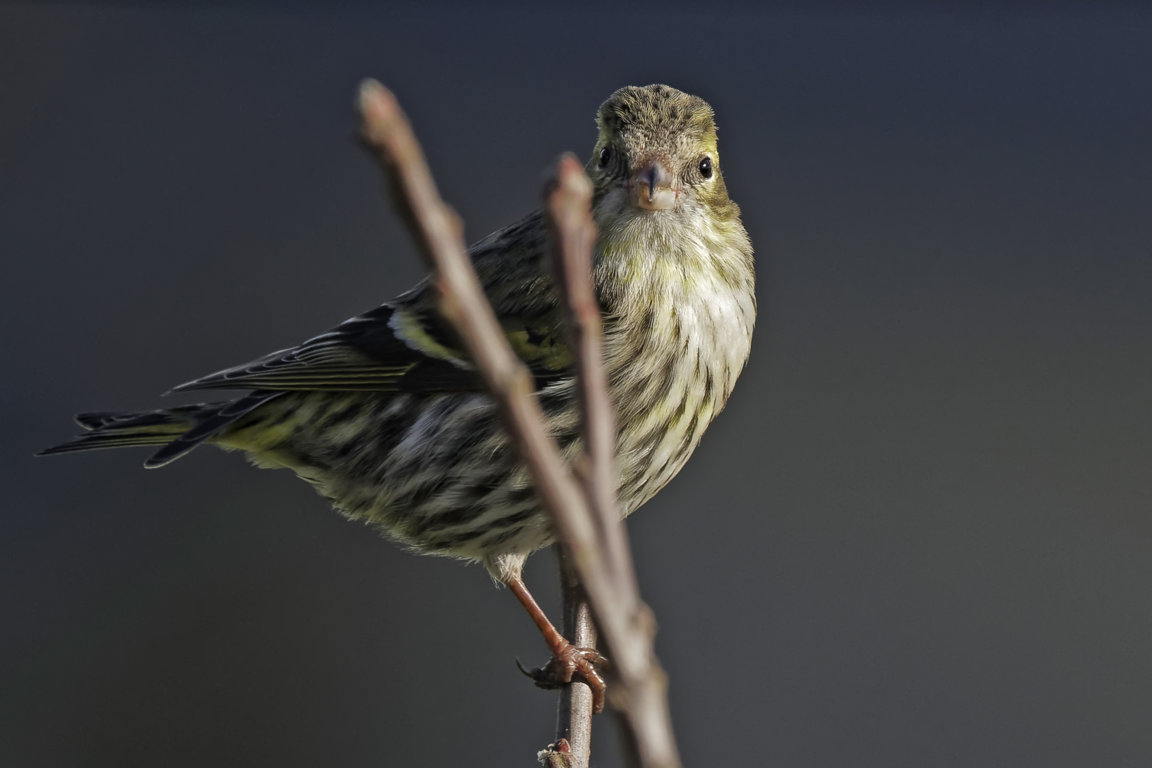 28448718619_67ebcd9808_o (FILEminimizer).jpg