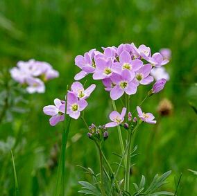 cuckoo-flower-3330011__480-2-1.jpg