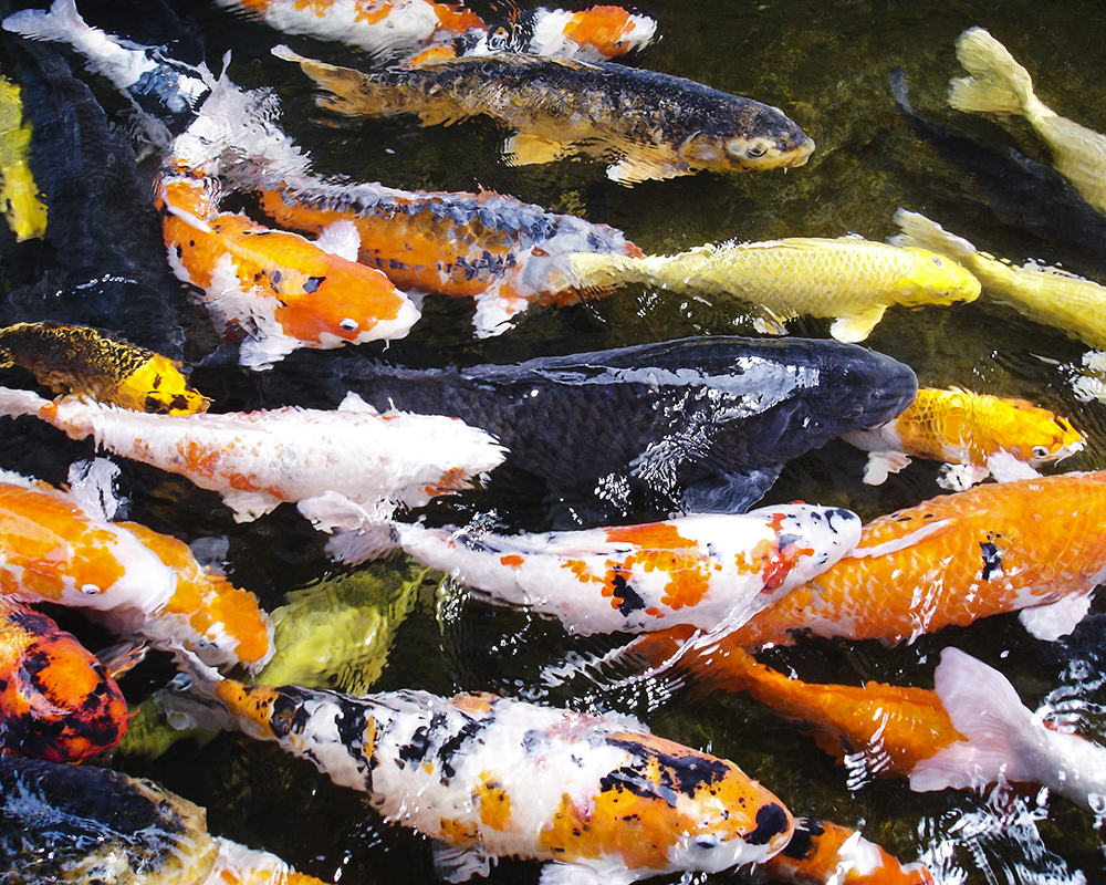 Koi.jpg