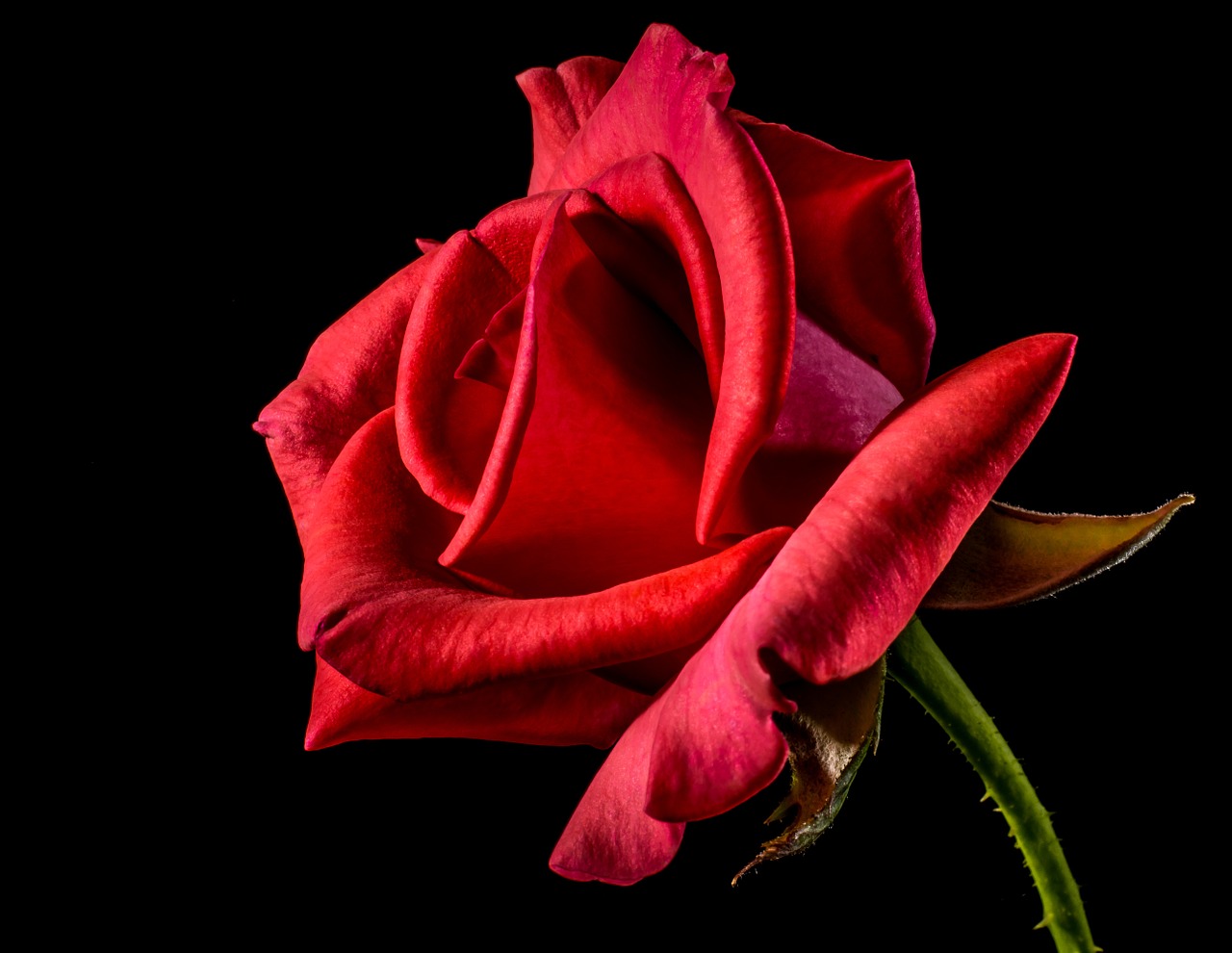 red-rose-320868_1280.jpg