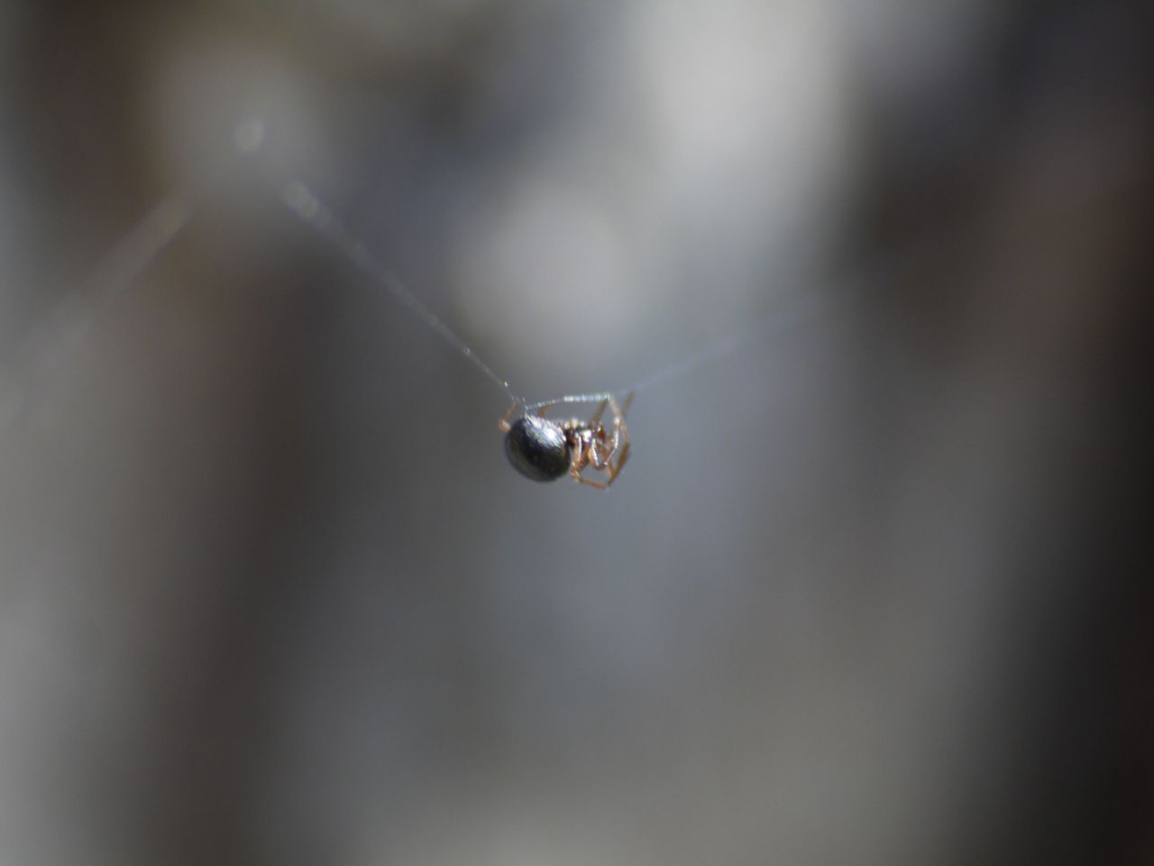 19786248494 - tiny spider climbs along its silken thread from.jpg