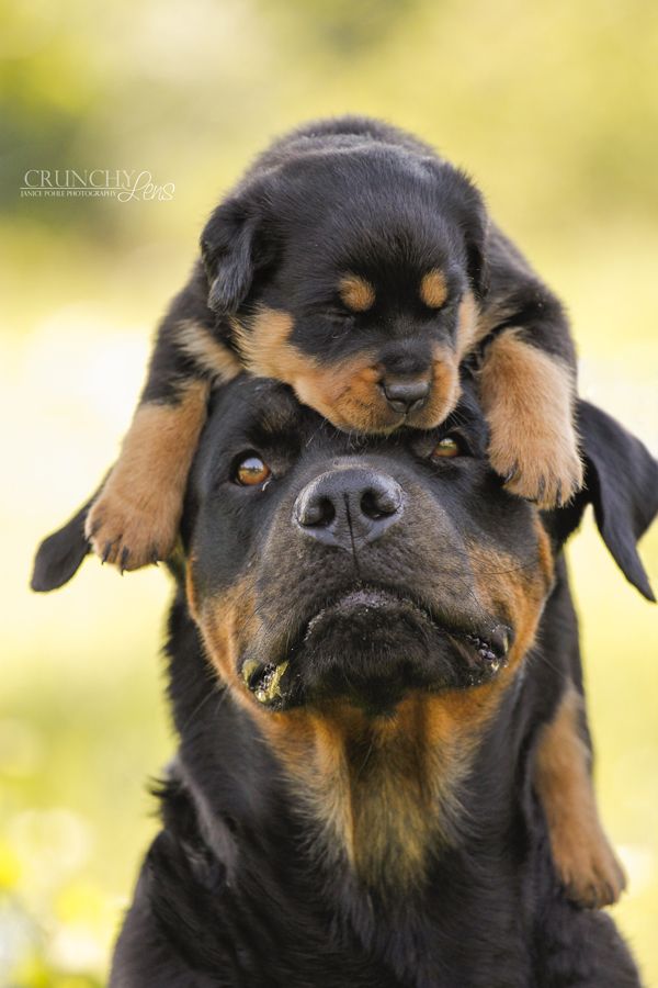 38786f0ee35452f9893dbb16d884e149--animal-puppies-rottweiler.jpg