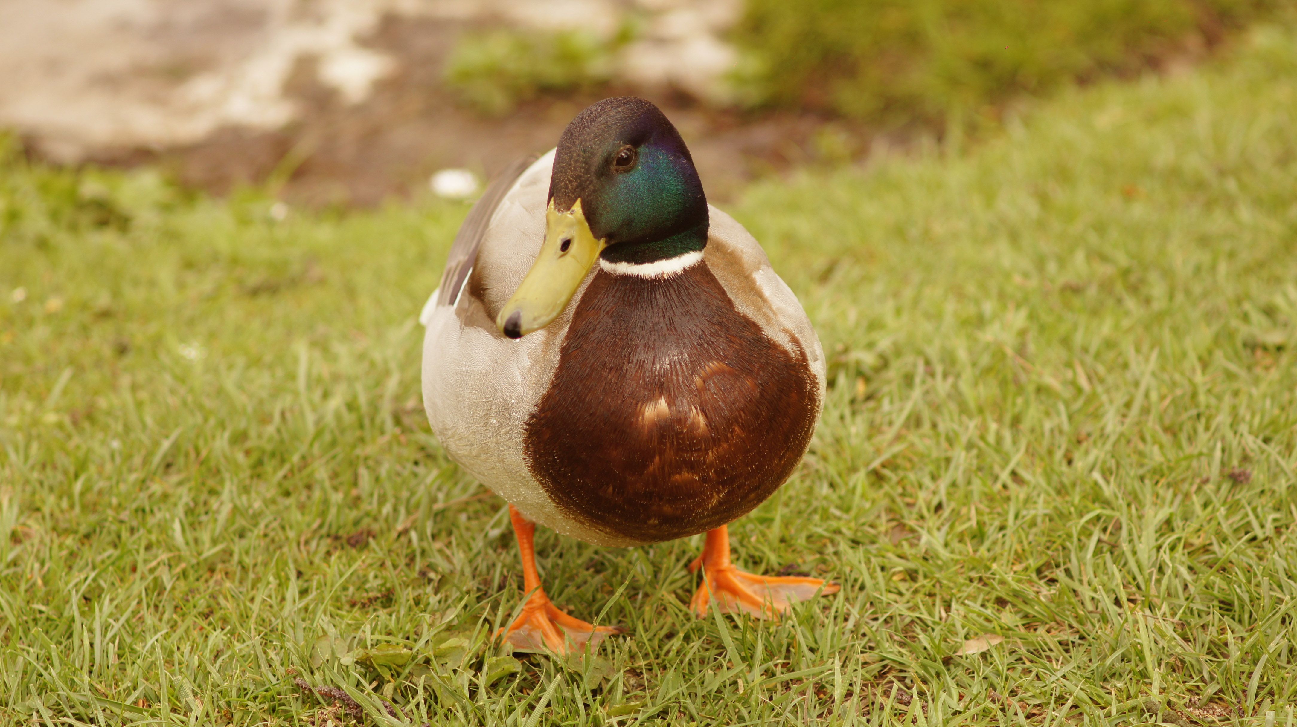 duck1.jpg