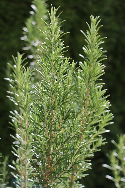 rosemary-3399180_640.jpg