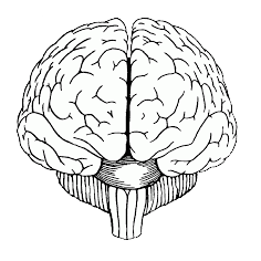 Brain Line Art.png