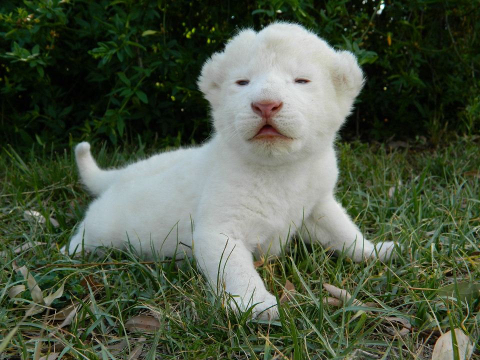 White-Lion-Cub-white-lions-32810366-960-720.jpg