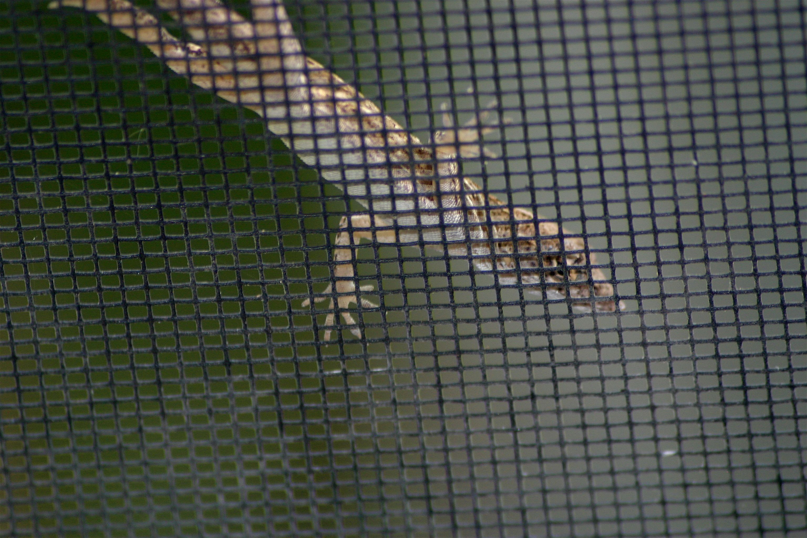 lizard screen bak.jpg