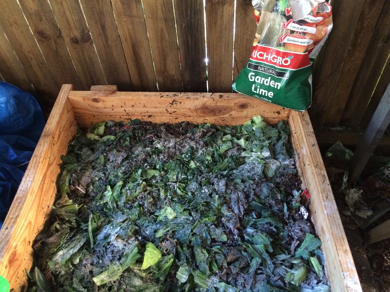 Lettuce waste as worm food