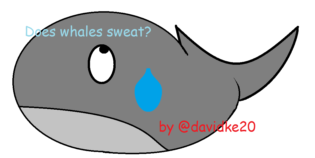 SweatWhale.png
