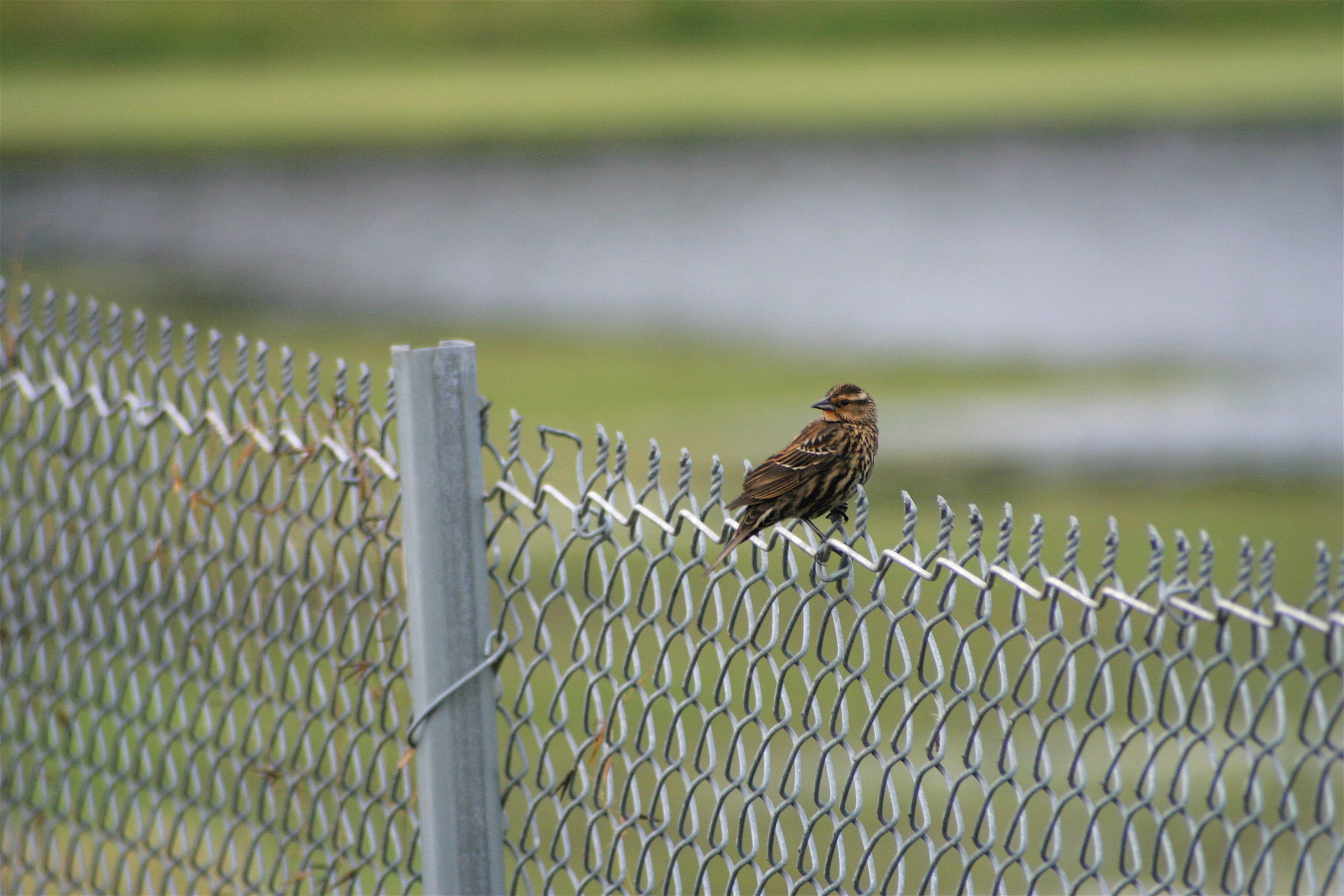 bird fence 2.jpg