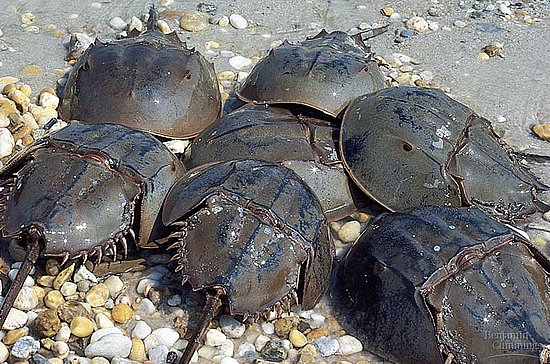 HorseshoeCrabs.jpg