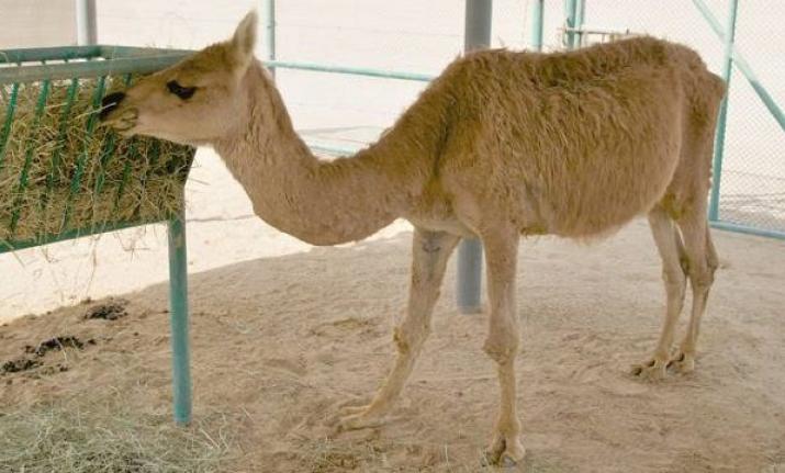 Male Camel + Female Llama = Cama.jpg