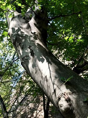 Belogradchik Trees 10 - PS Resized for Steemit.jpg