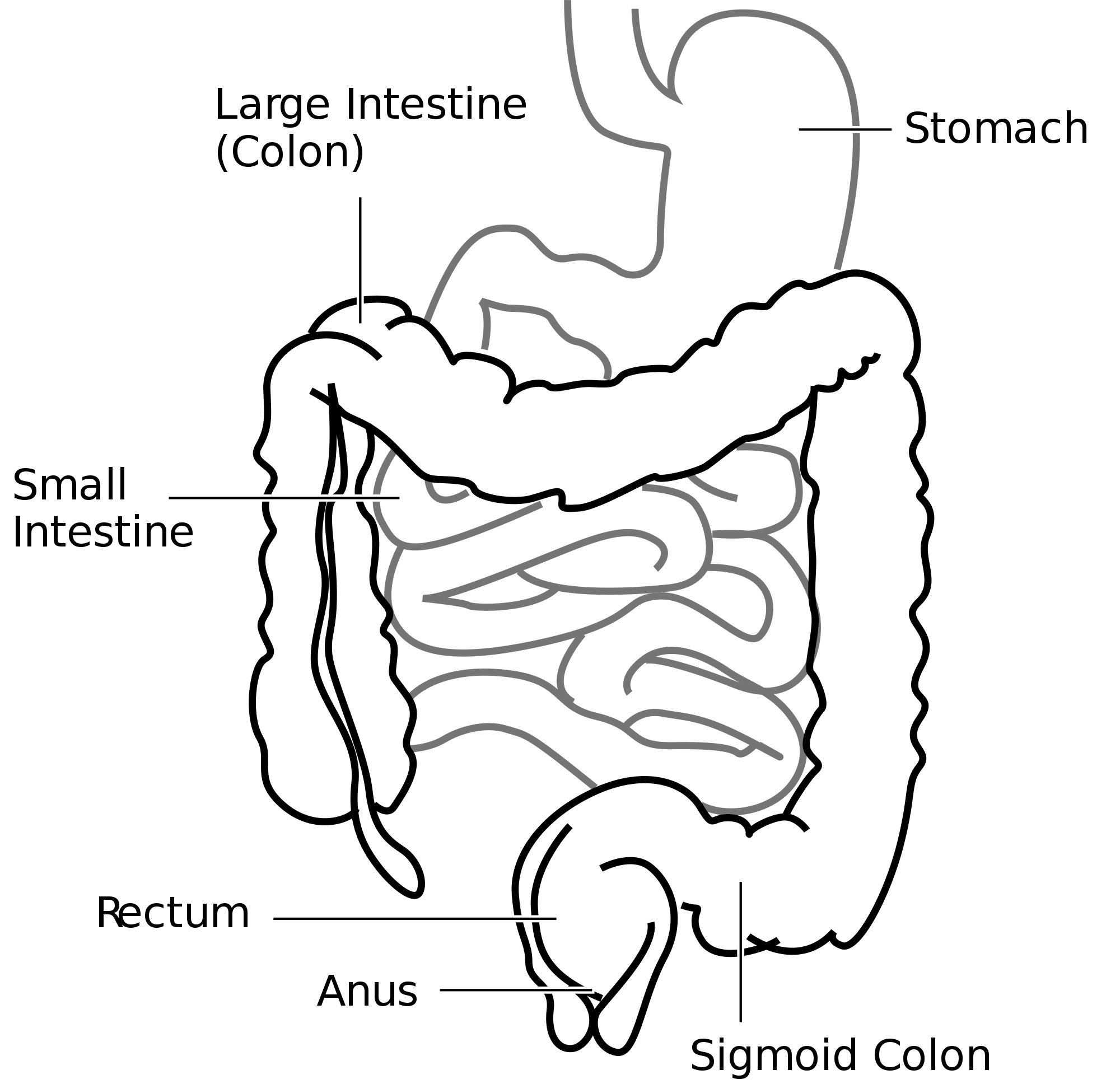 2000px-Intestine-diagram.svg.png