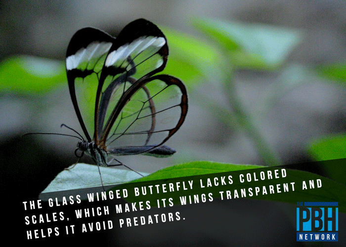 glass-winged-butterfly-trivia.png