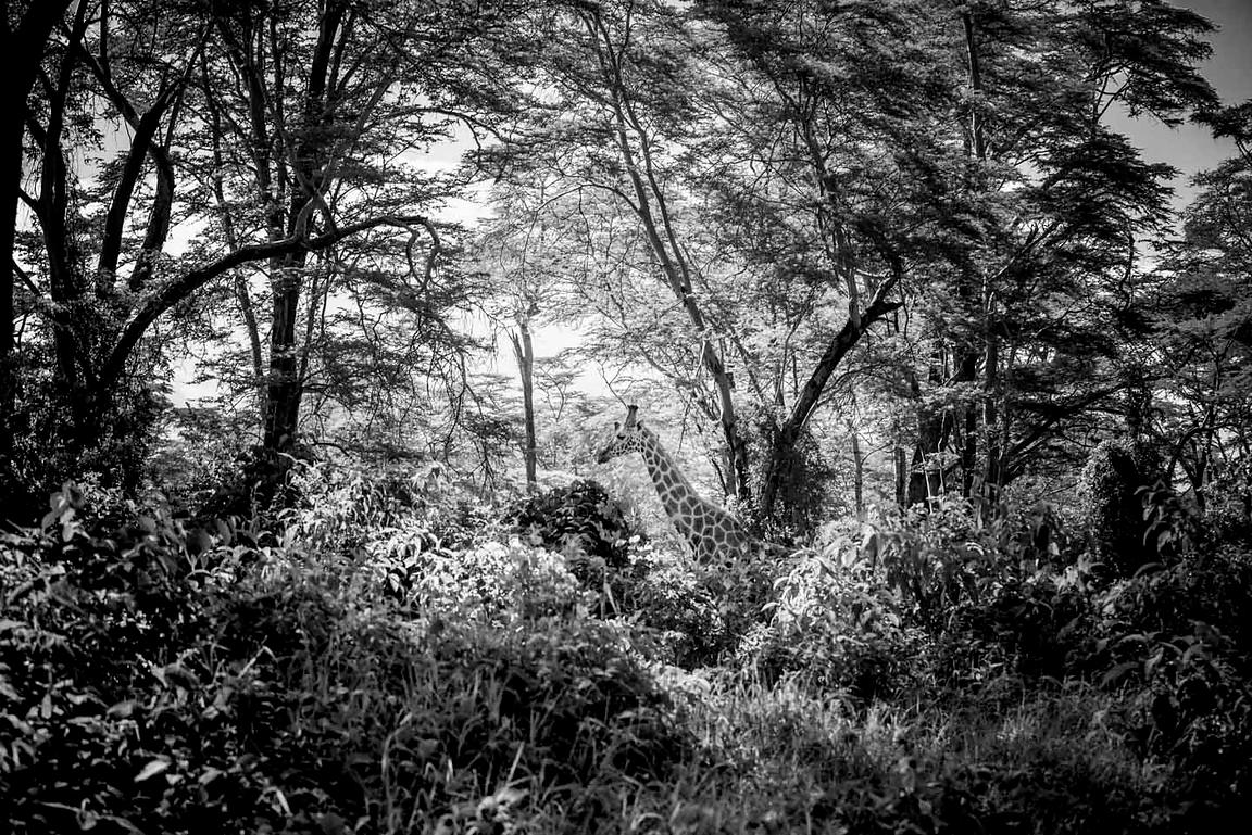 3137-Giraffe_in_a_deep_forest_Kenya_2013_Laurent_Baheux_xgaplus.jpg