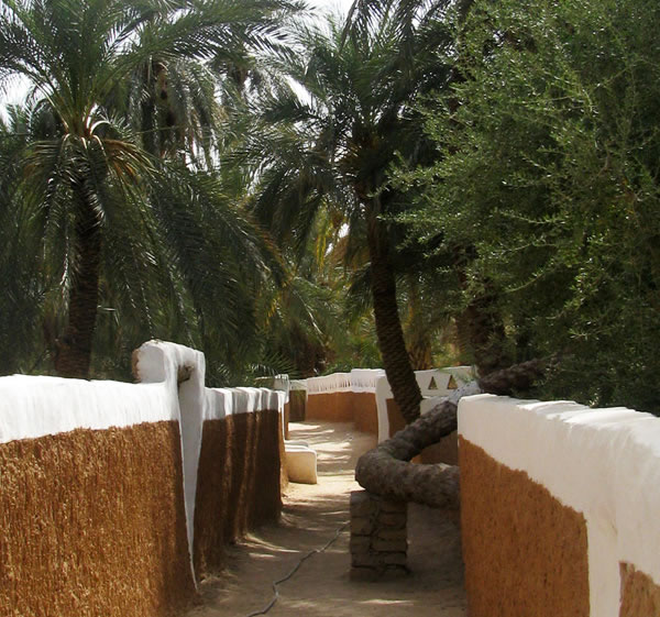 ghadames-oldCity-twisted-palm-trunk.jpg