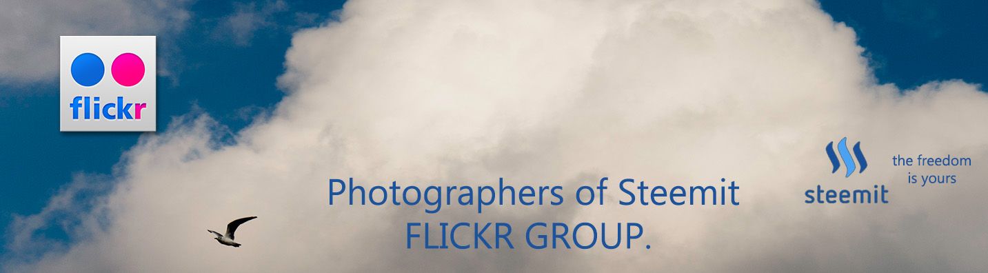 flickr group.jpg