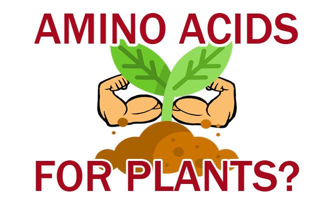 amino acid for plants.jpg