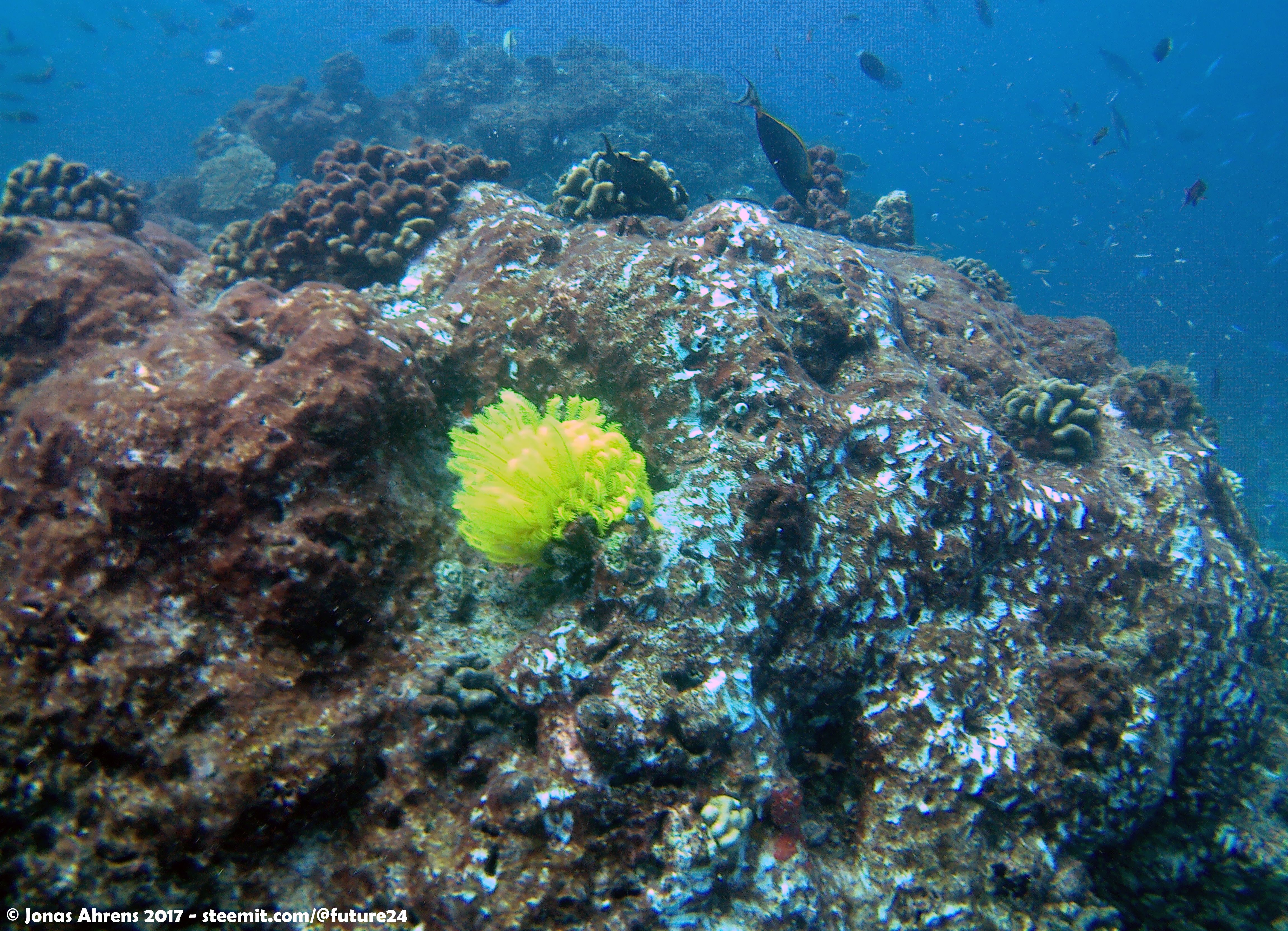 Yellow Coral Maldives