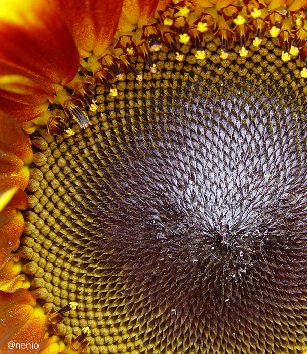 sunflower-01.jpg