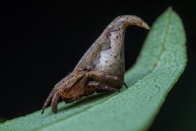 Eriovixia-gryffindori.jpg