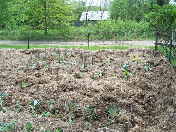 Big garden - brassicas planted and mulched crop May 2018.jpg