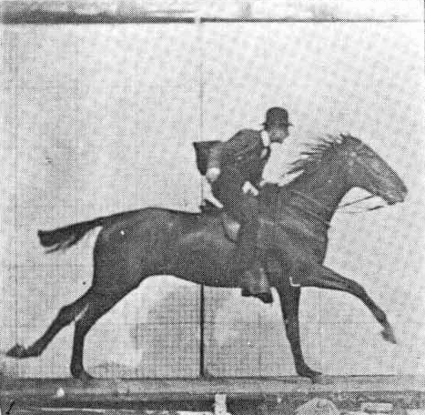 Muybridge_horse_gallop_animated 128.gif
