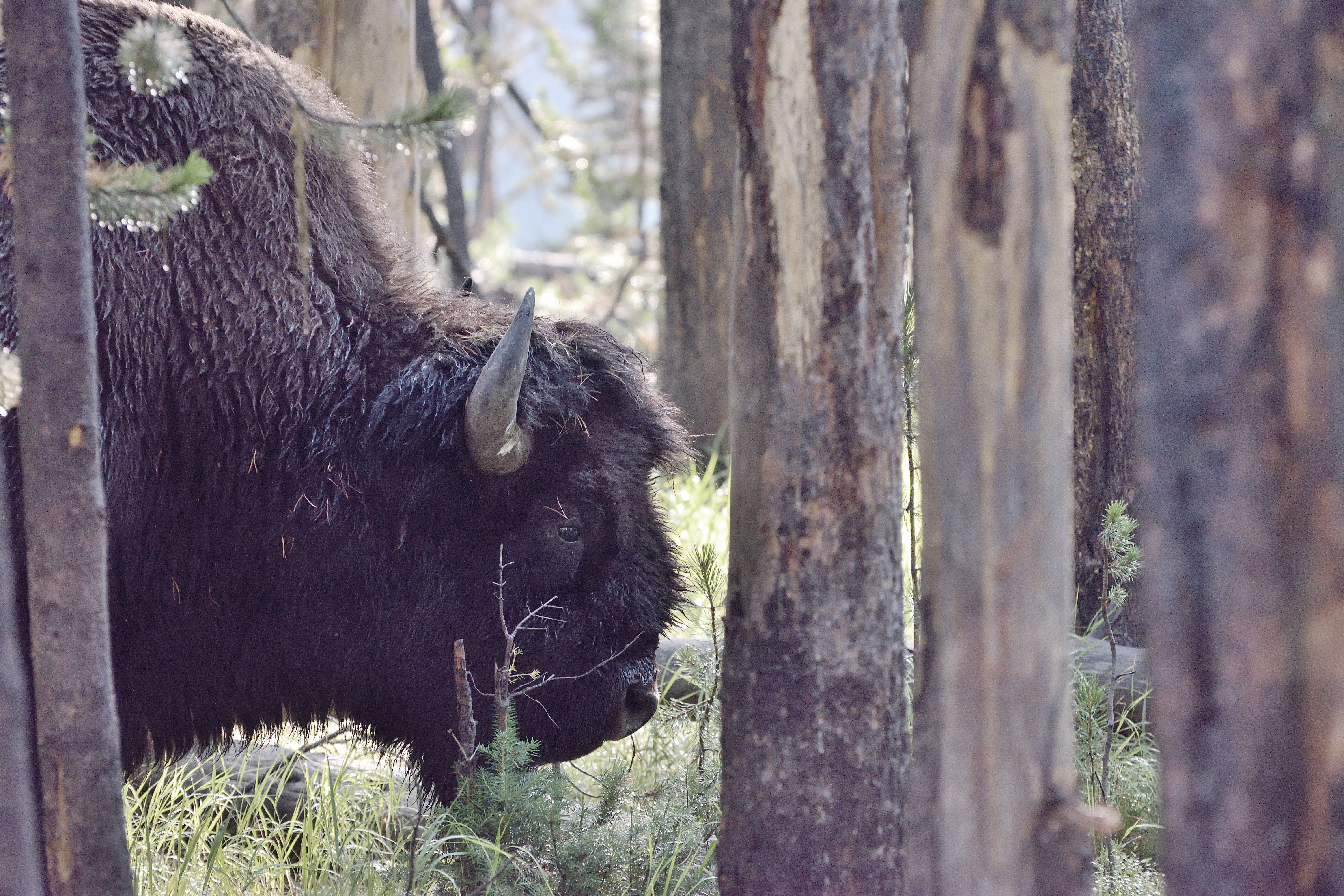 bison-buffalo-forest.jpg
