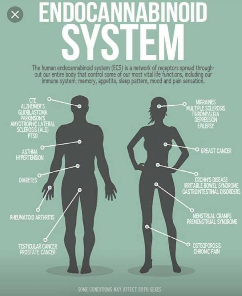 Canaboid system .jpg