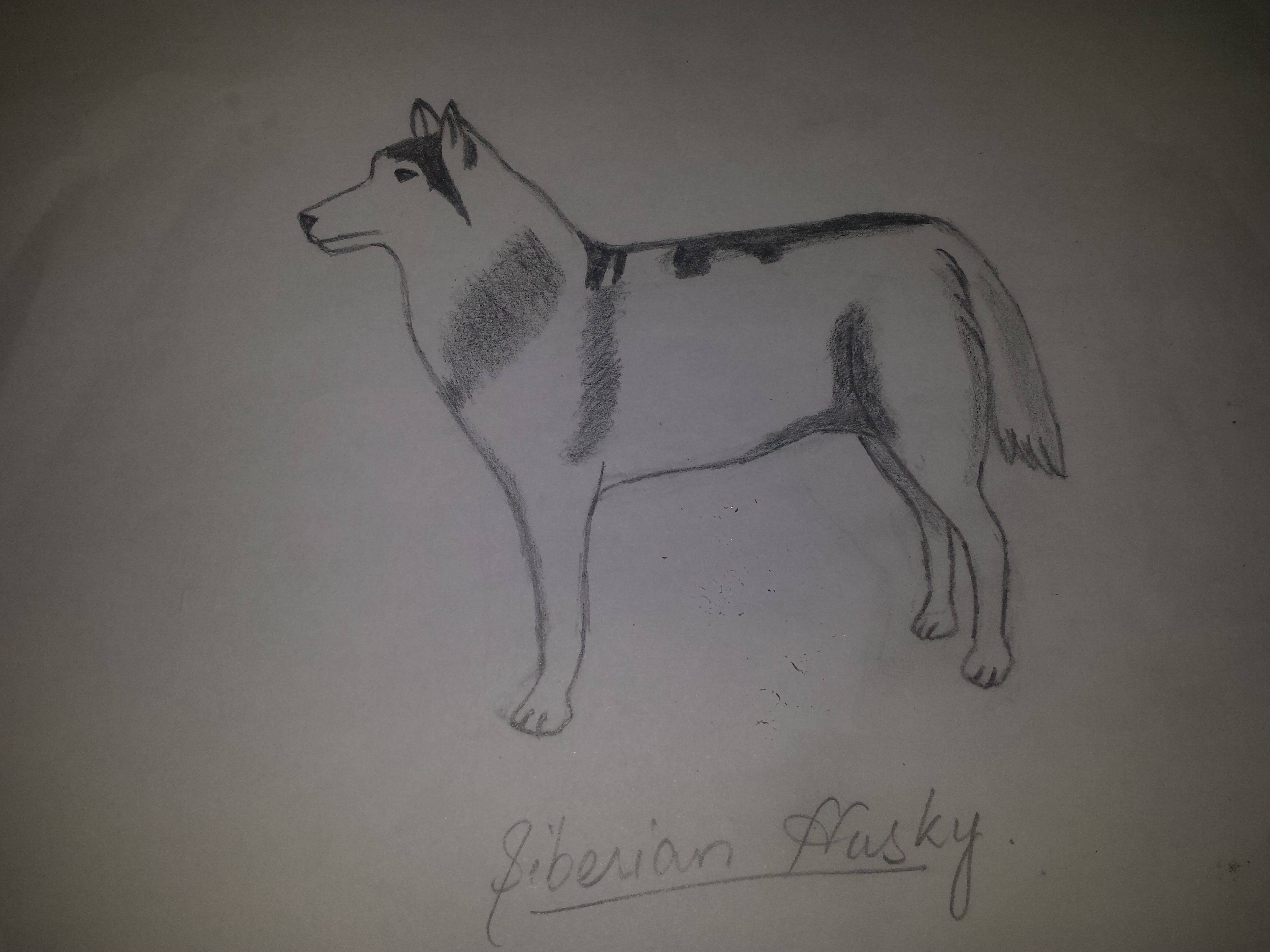 Siberian Husky Clipart Hd PNG Siberian Husky Running Husky Drawing  Running Drawing Husky Sketch PNG Image For Free Download