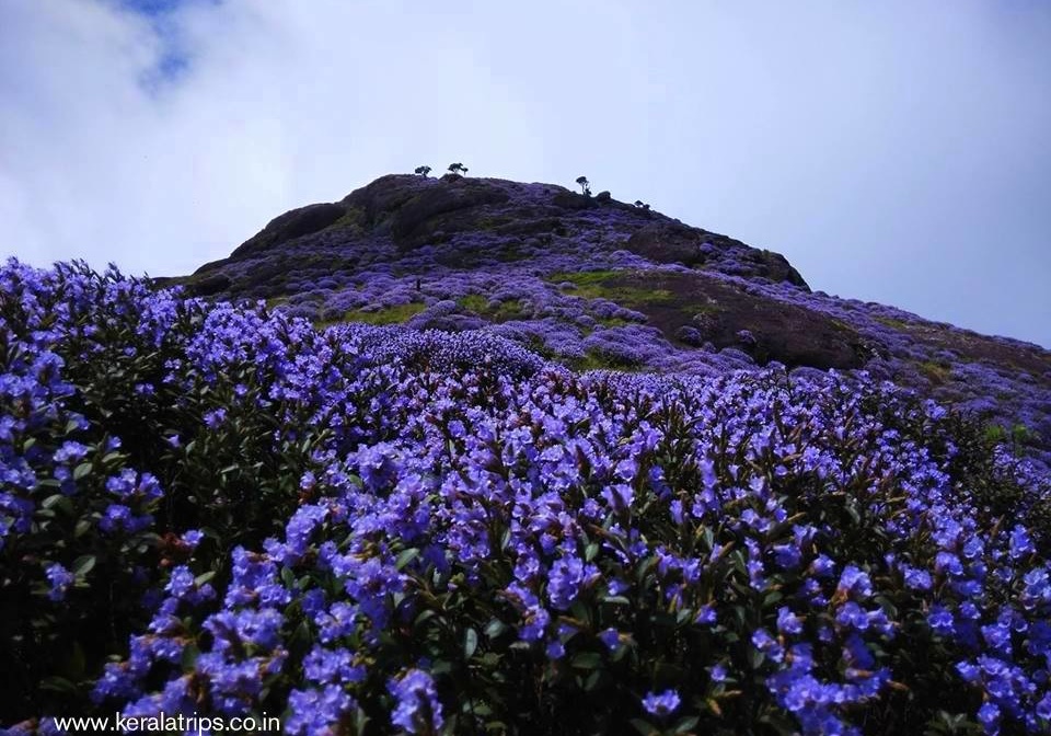 Neelakurinji-flowers-Munnar-kerala-keralatrips.co_.in-Strobilanthes-kunthiana-15-landscape (1).jpg