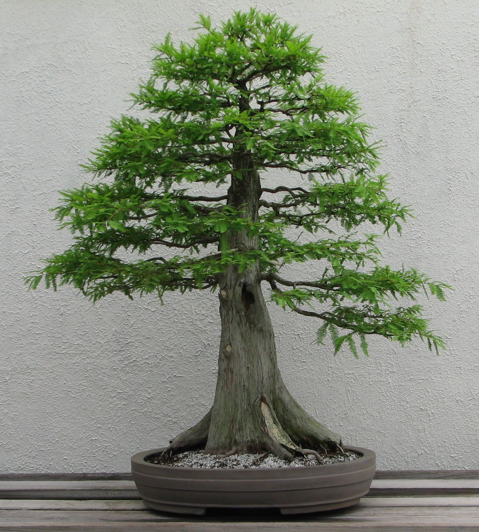 Bald Cypress.jpg