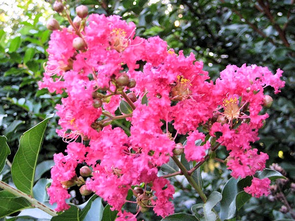 Lagerstroemia Crape Myrtle 'Tuscarora' Flower.JPG