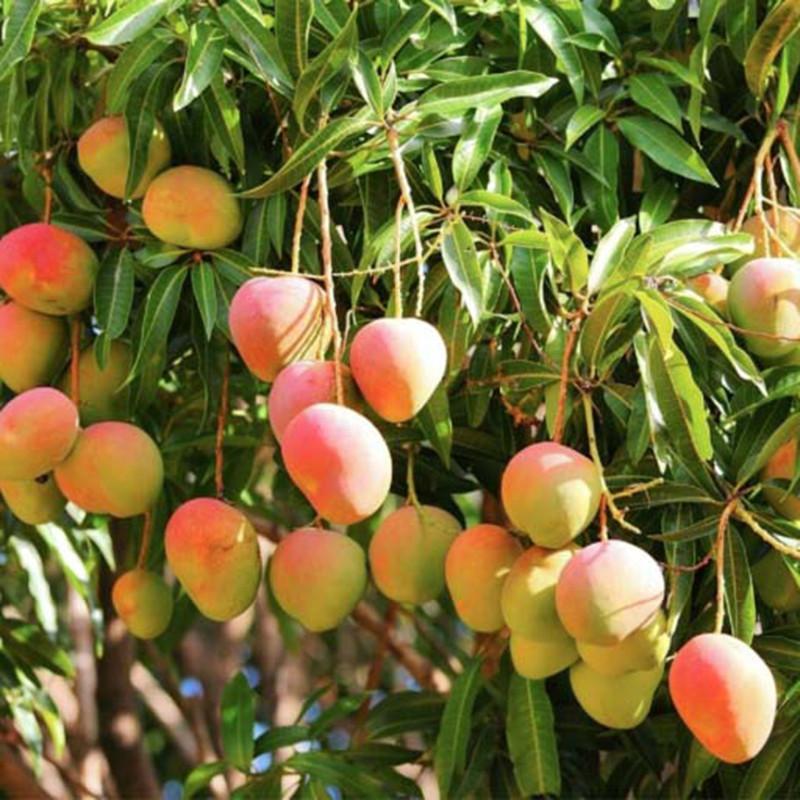 how-to-grow-a-mango-tree-in-pot-1.jpg