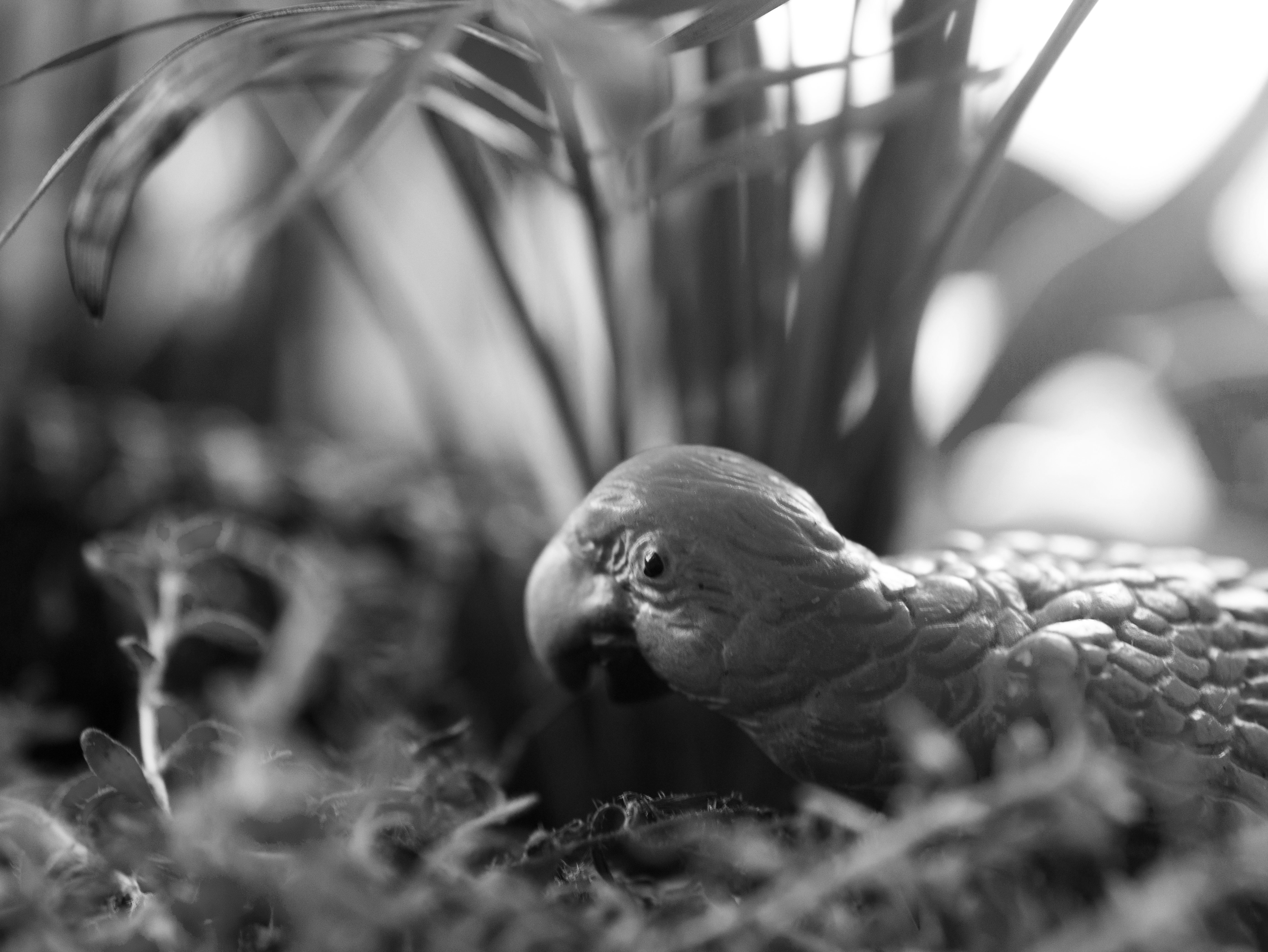PAROT_CLOSEUP_P1080729.jpg