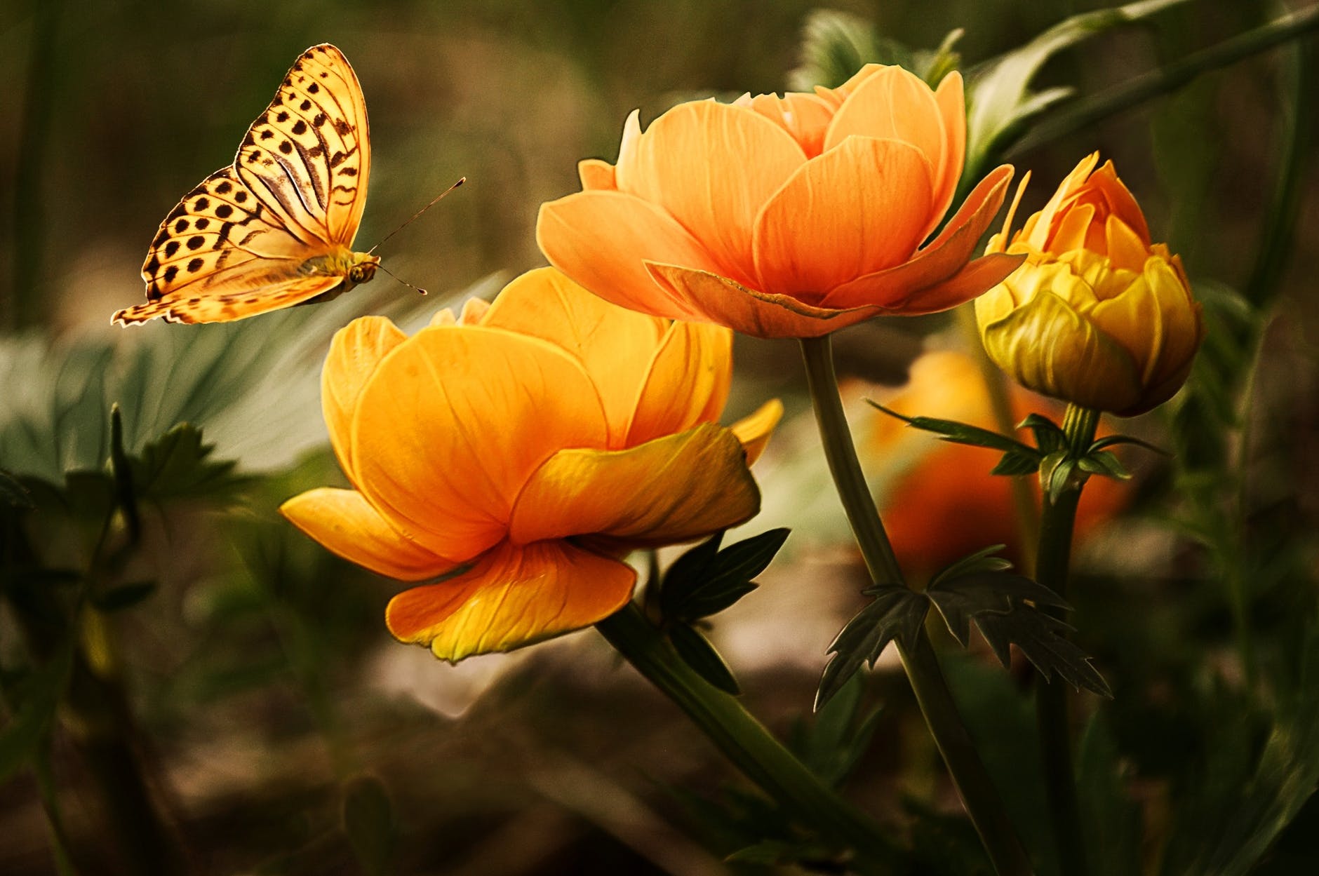 flowers-background-butterflies-beautiful-87452 (1).jpeg