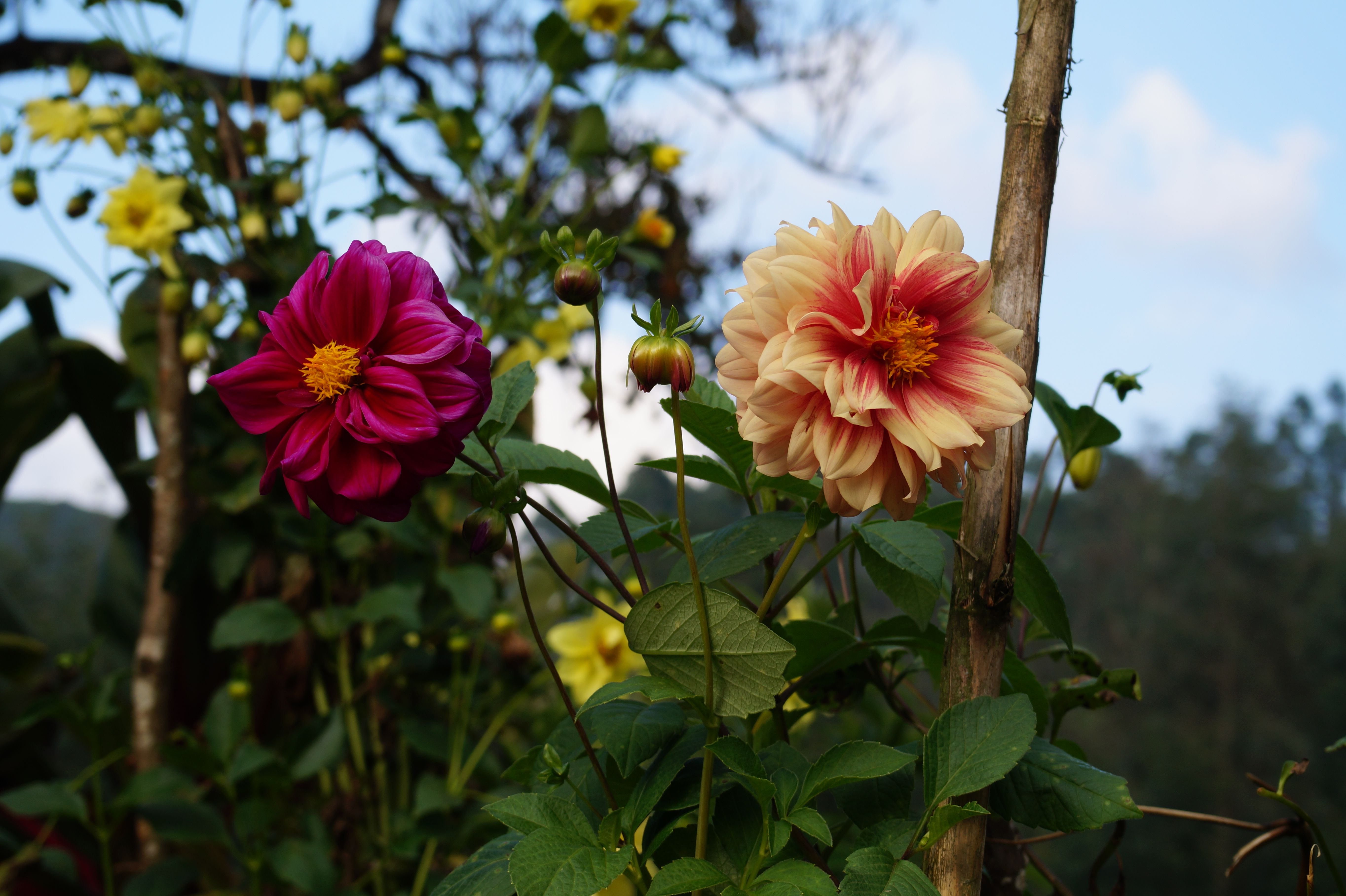 dahlia-and-fyoria.JPG