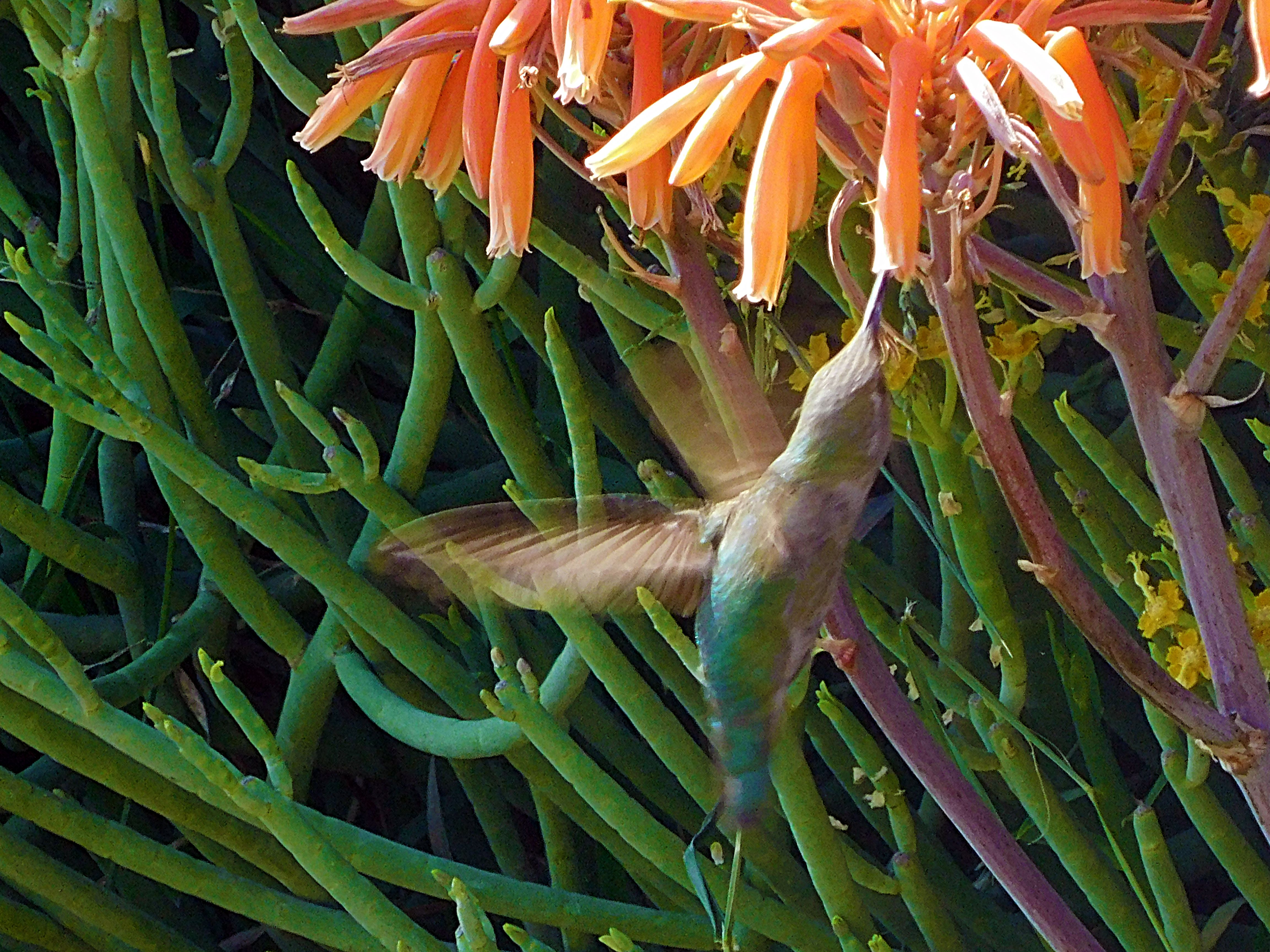 los angeles arboretum, flowers of paradise, birds of paradise, animalphotography, jeronimo rubio (17).JPG