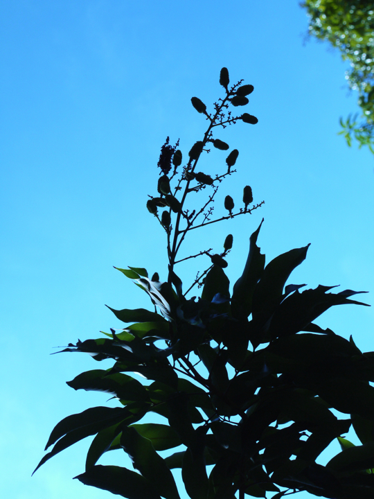 Lychee fruit Set.jpg