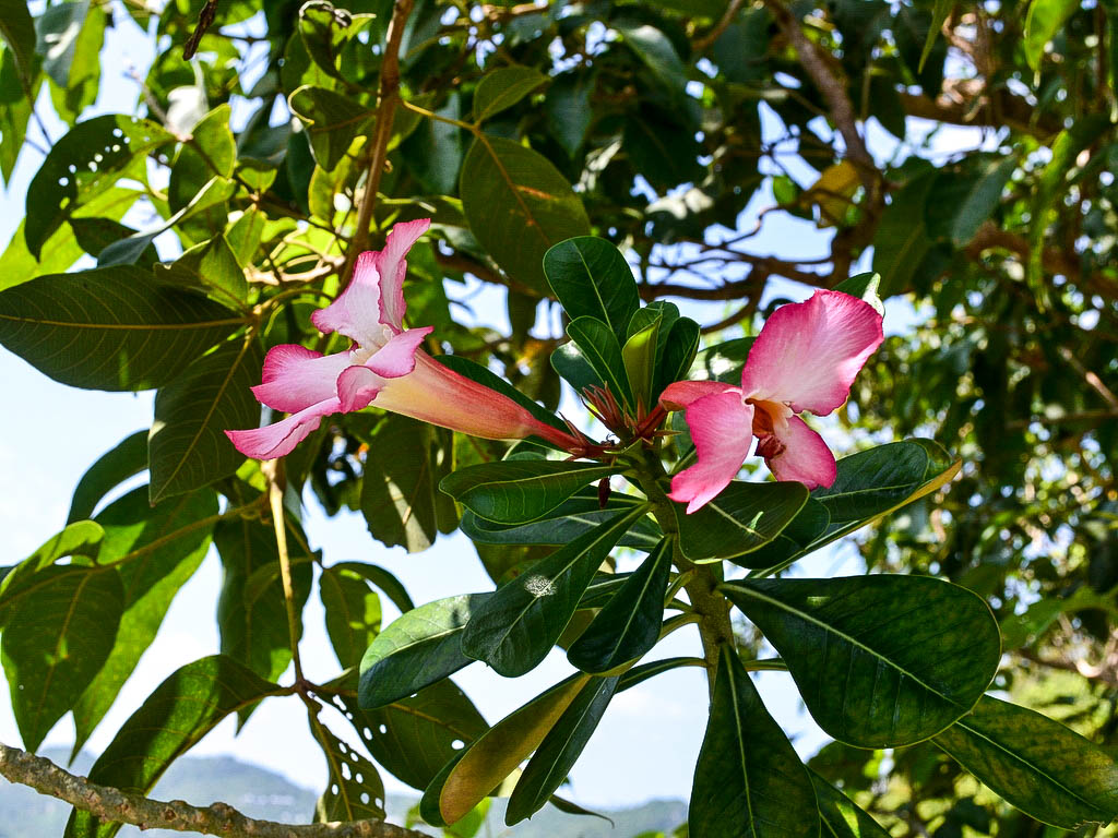 Koh Phangan (4 von 30).jpg