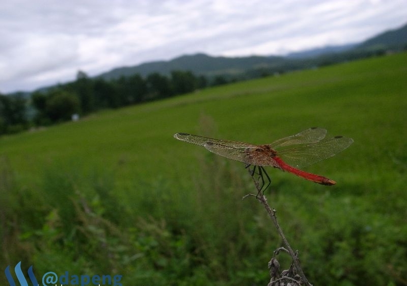 2017-07-28_dragonfly3.jpg